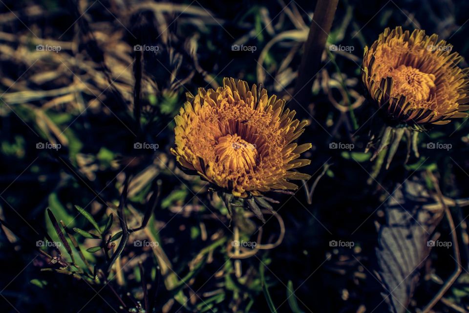 dandelions opening up to soak up the sunlight