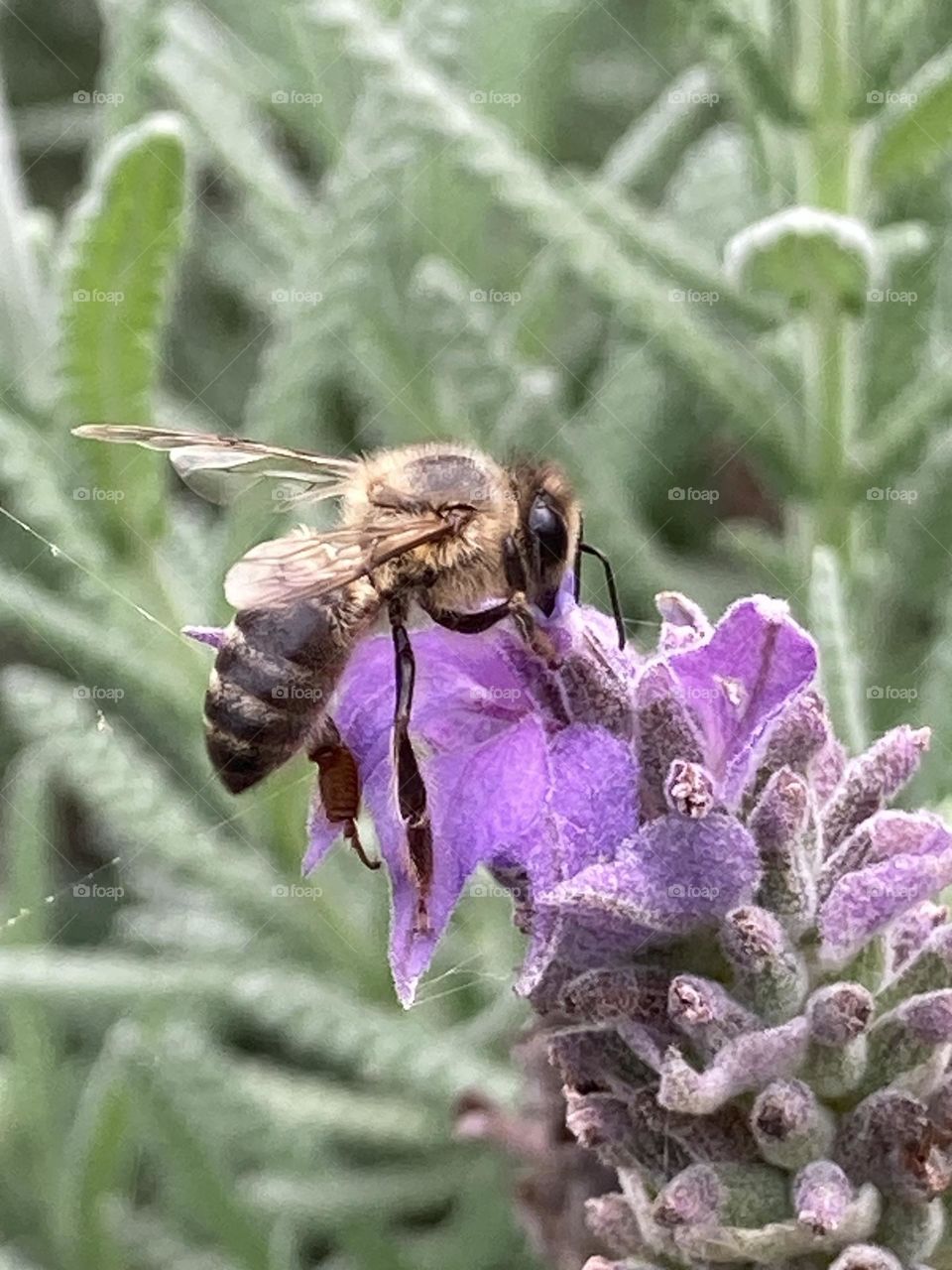 Jardim de lavandas com flores, sobre a flor uma abelha sugando o néctar.