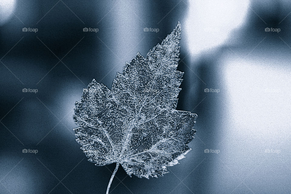 Autumn leaf in black&white 