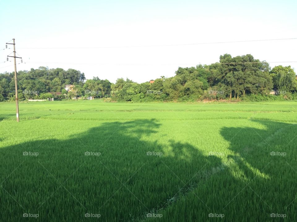 Rice fields in THAI NGUYEN province, Viet Nam