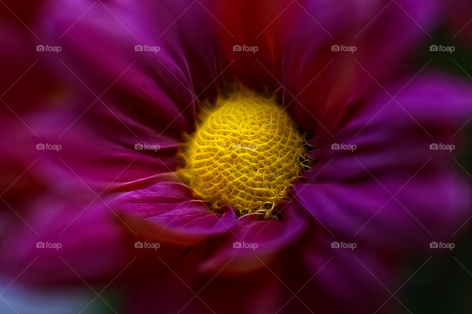 yellow flower macro closeup by lukat