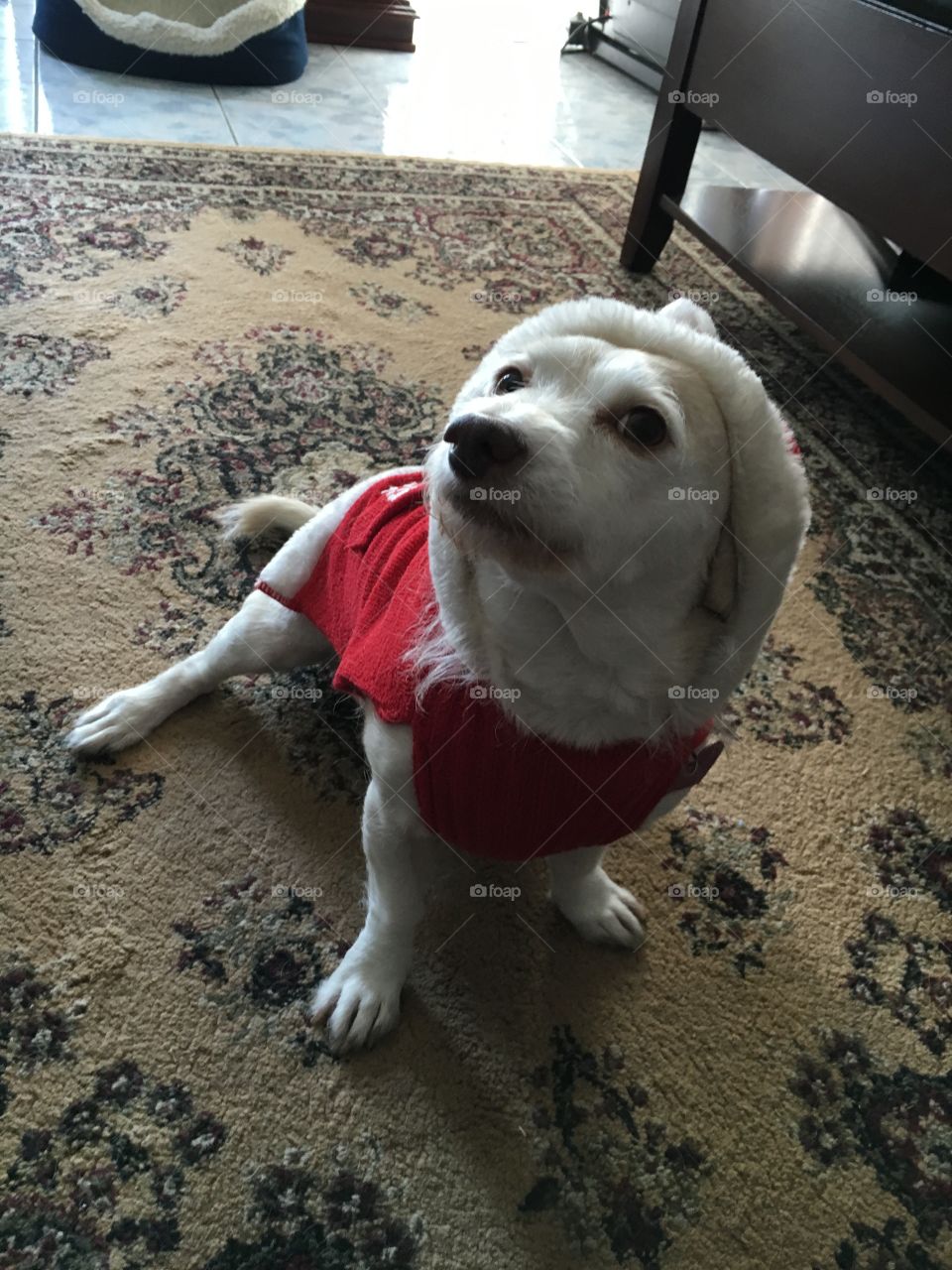 Dog in a red coat