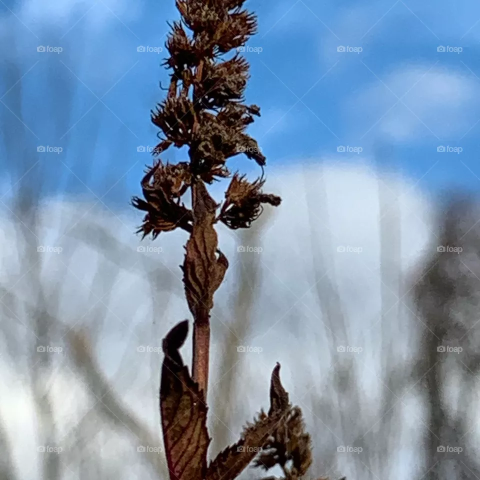Plant close up