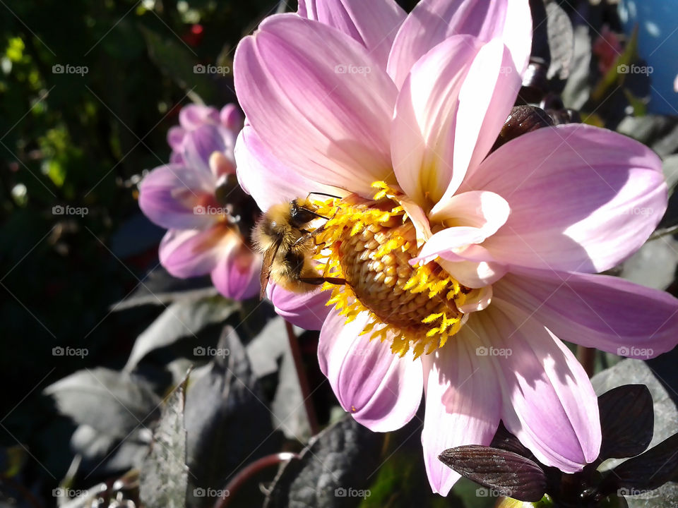 A little bee and a flower - The Butchart Gardens in Victoria, BC - Canada.
