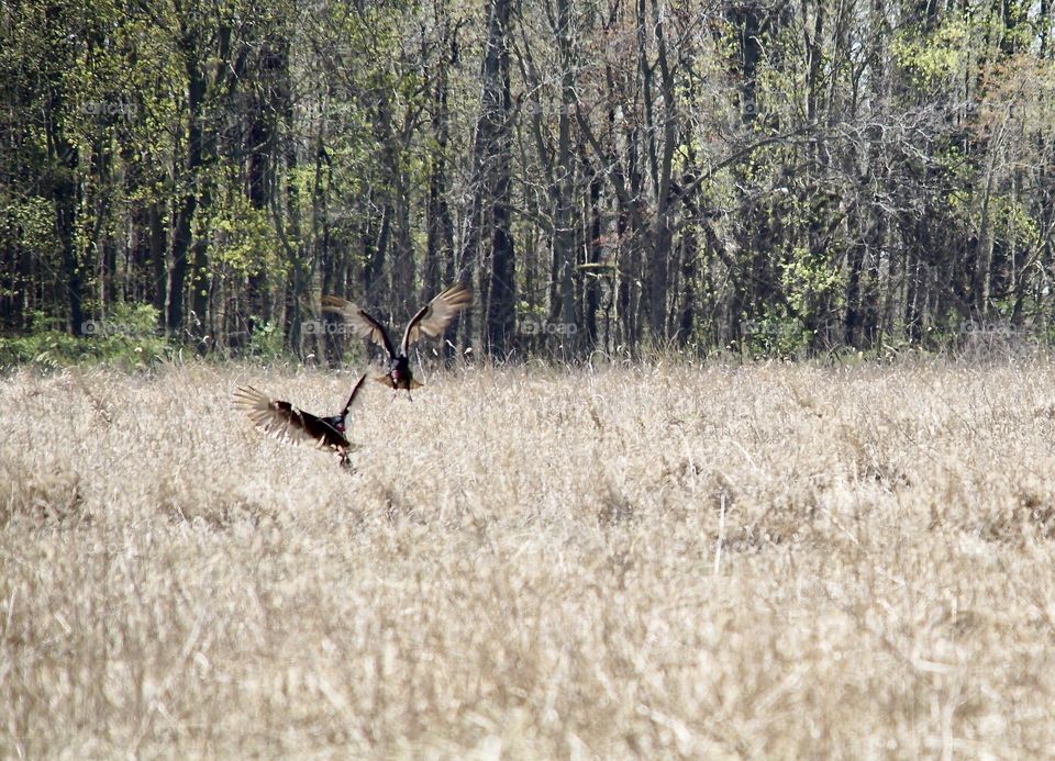 Turkey vultures in the field