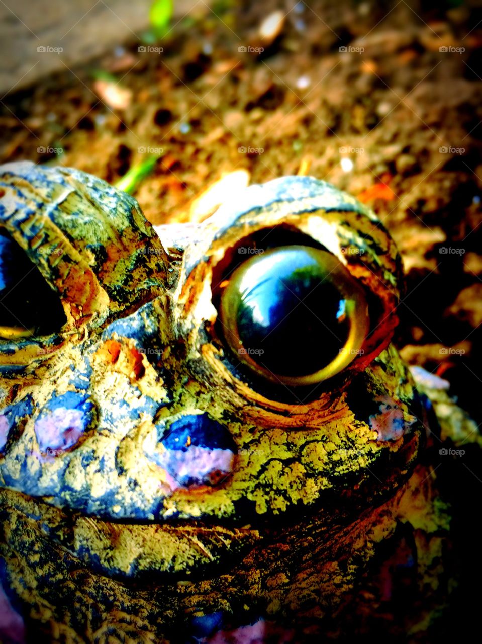 Frog eyes 