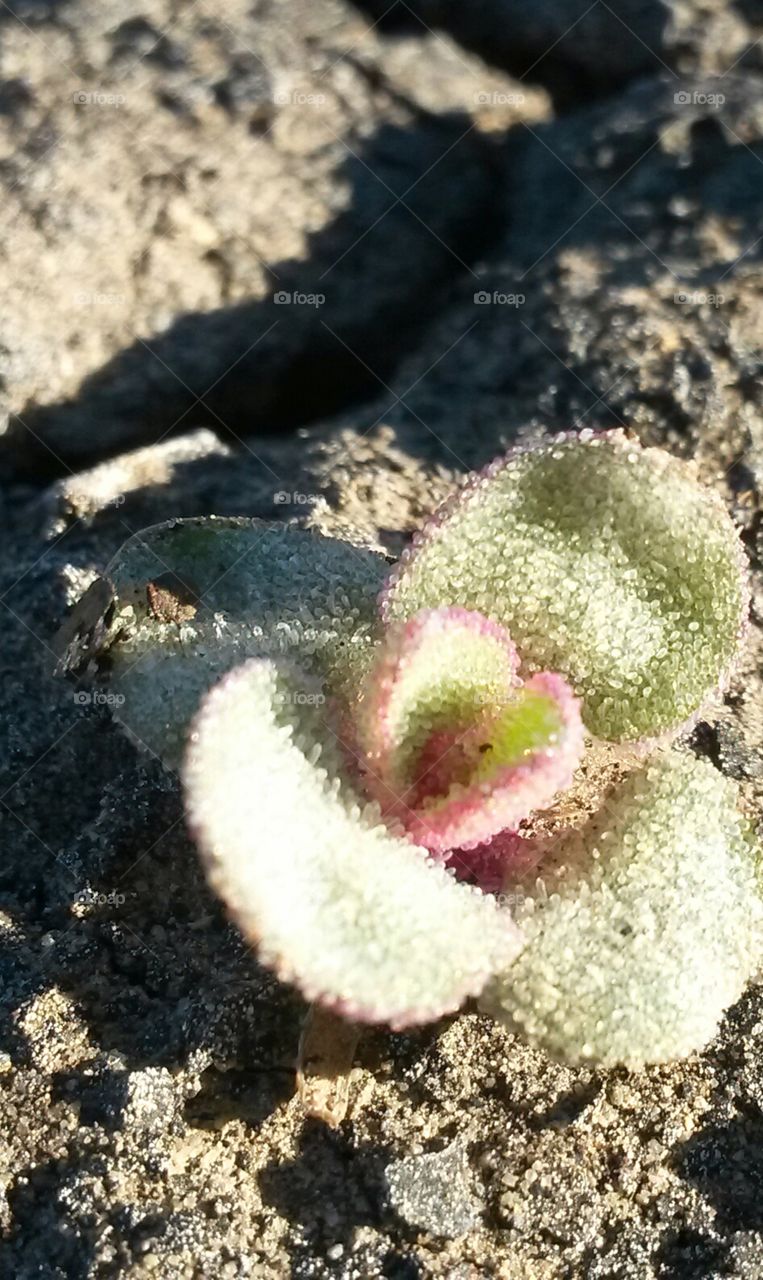 Blooming desert