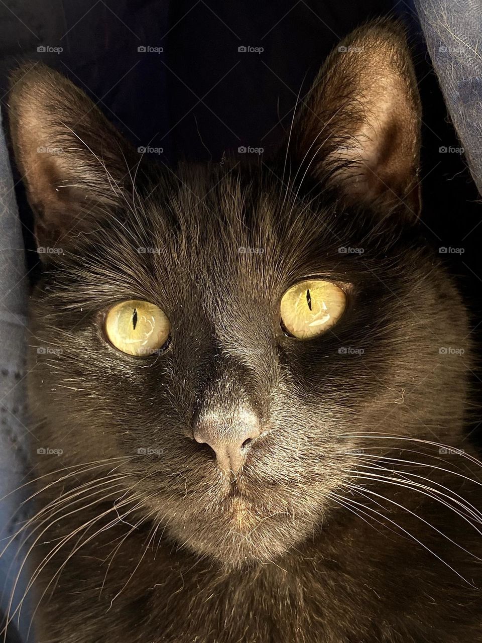 A black cat sitting in between the folds of a blue quilt