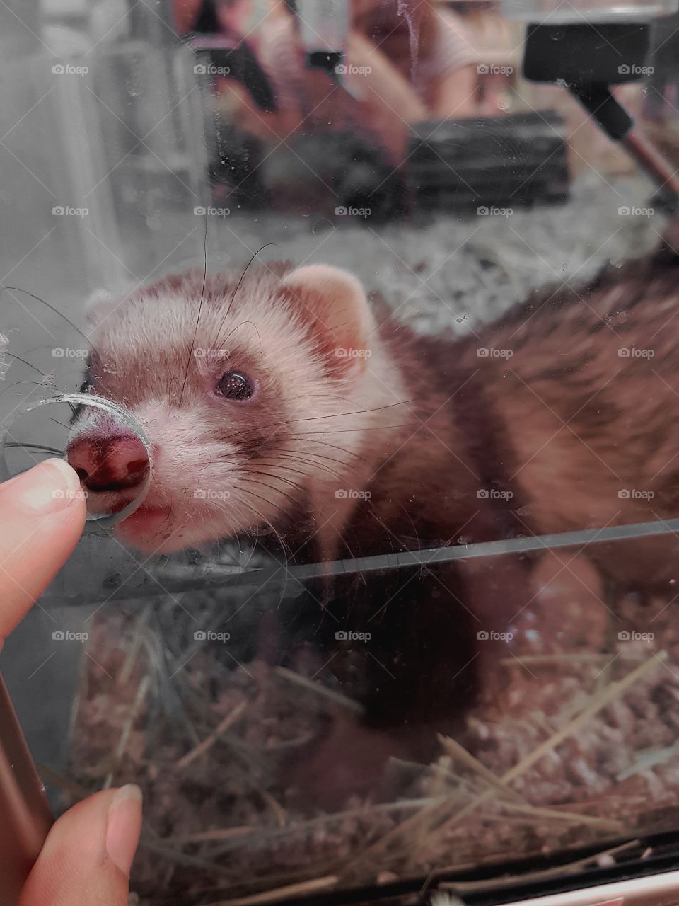 I meet this cutie hamster at a pet shop I couldn't take him home sadly but my heart remins with me.