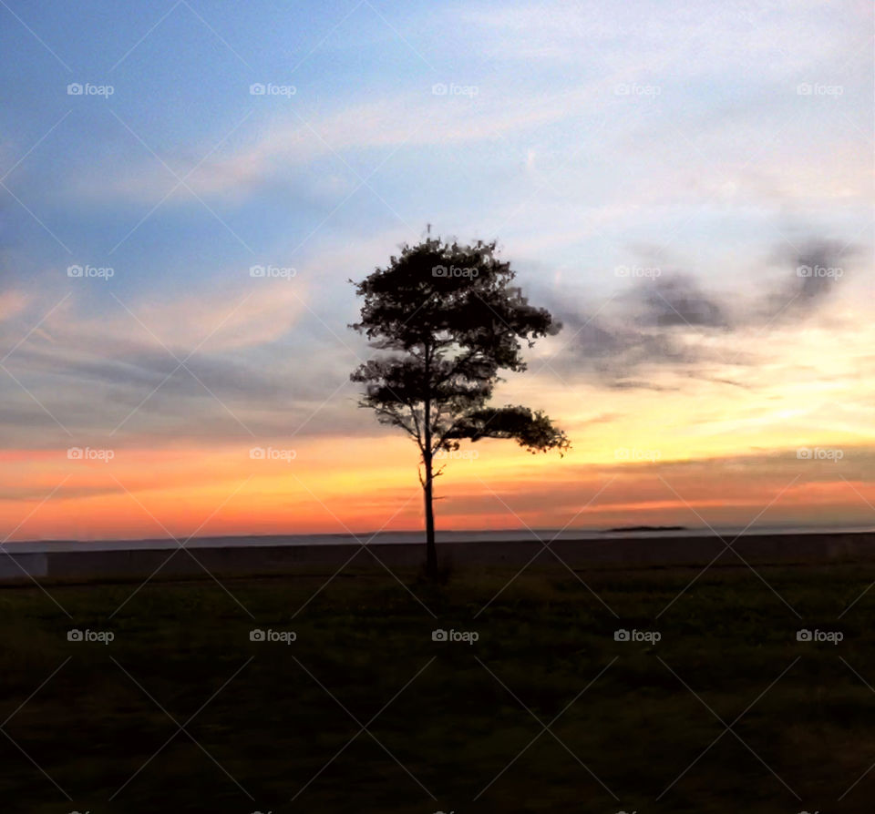 Lonely silhouette of a tree in open country field during a sunset 