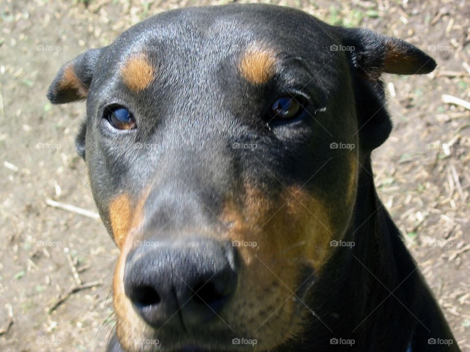 Doberman 