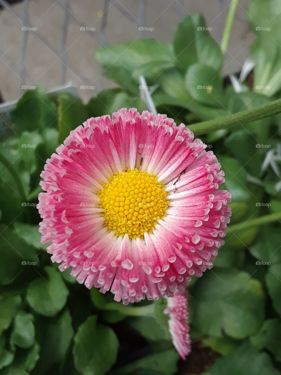 pink daisy like flower with yellow center