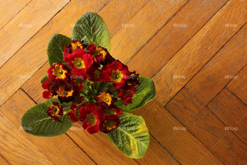 Red flowers