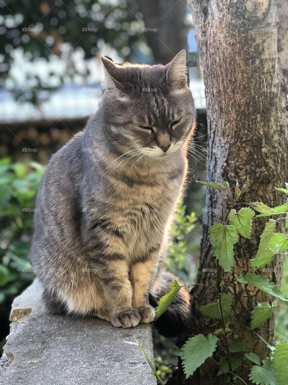 Gray domestic European cat with closed eyes, cat resting in a garden