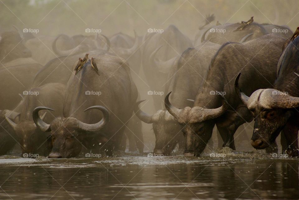 Buffalos at the watering hole 