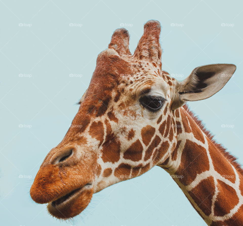 Giraffe from the zoo in Wroclaw