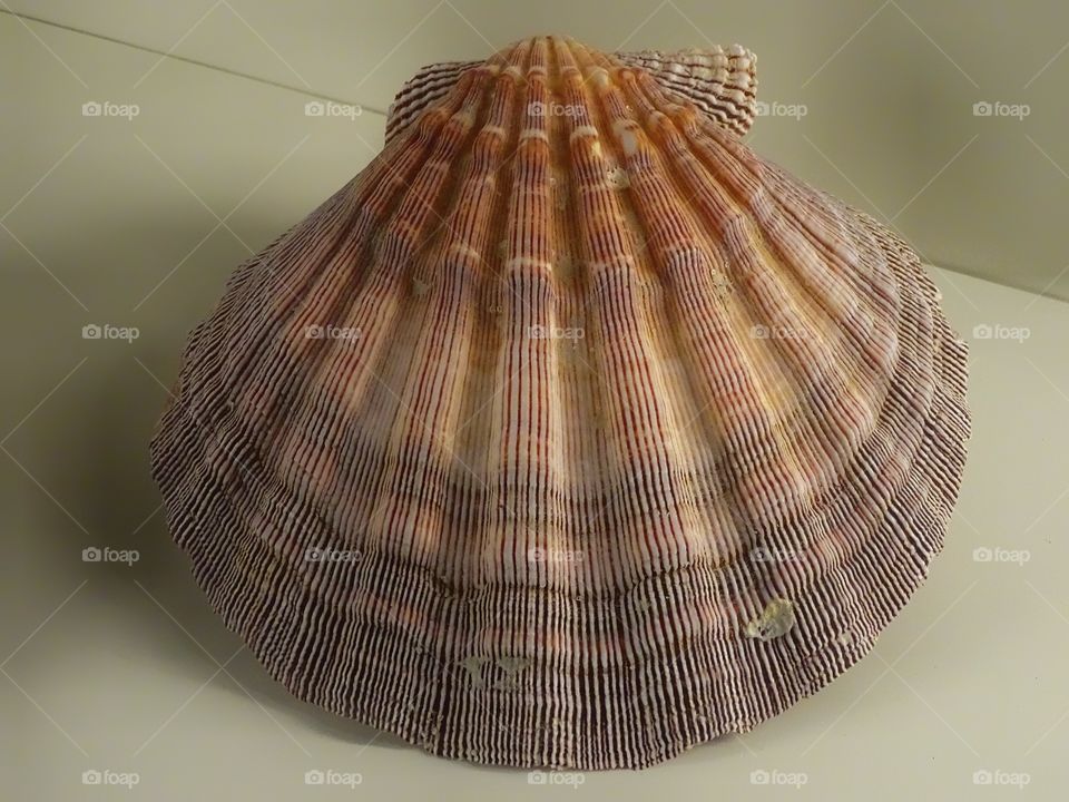 The beauties of the seas