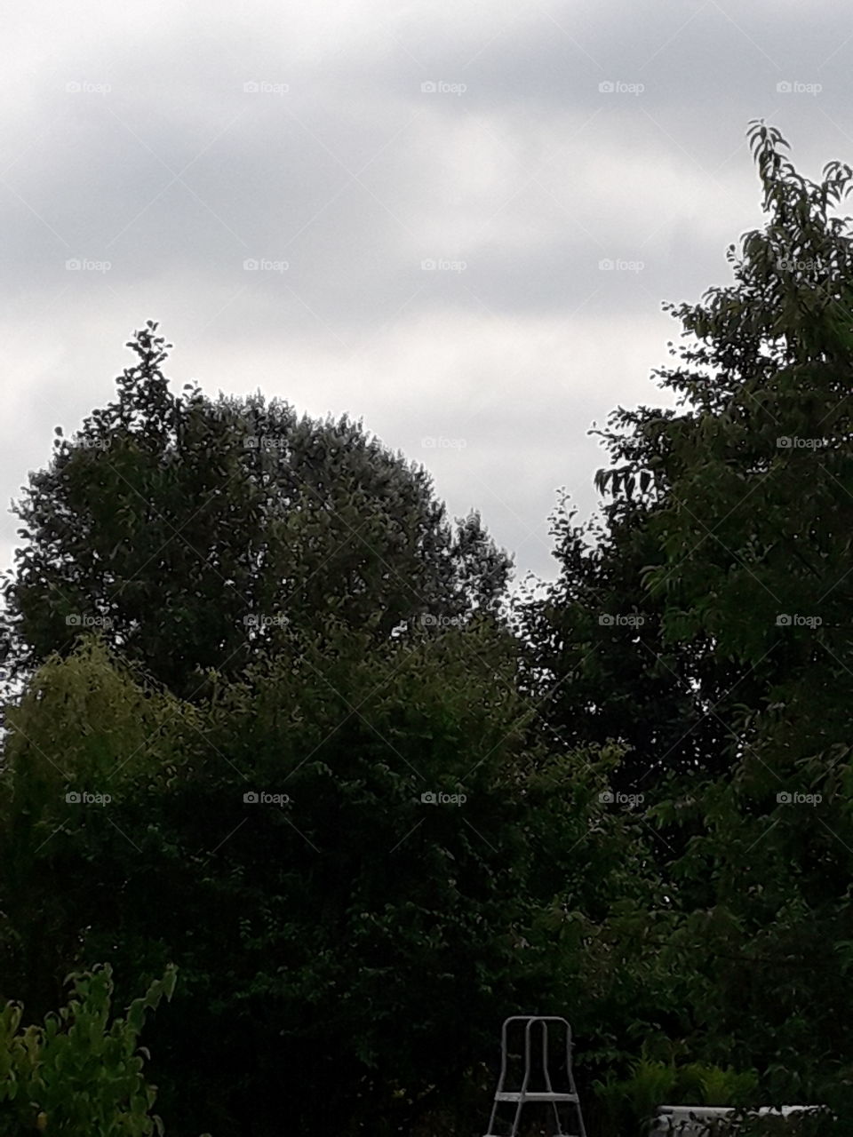 trees awaiting rain