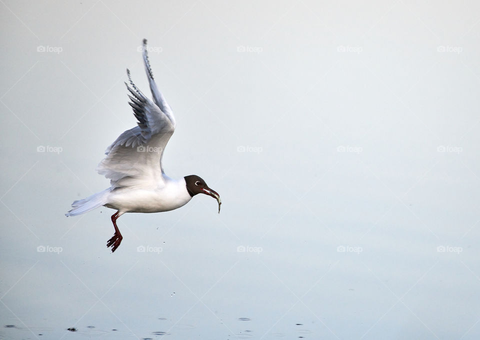 Black-headed gull takes off from the sea water with freshly caught small fish in its mouth on Baltic Sea in Espoo, Finland