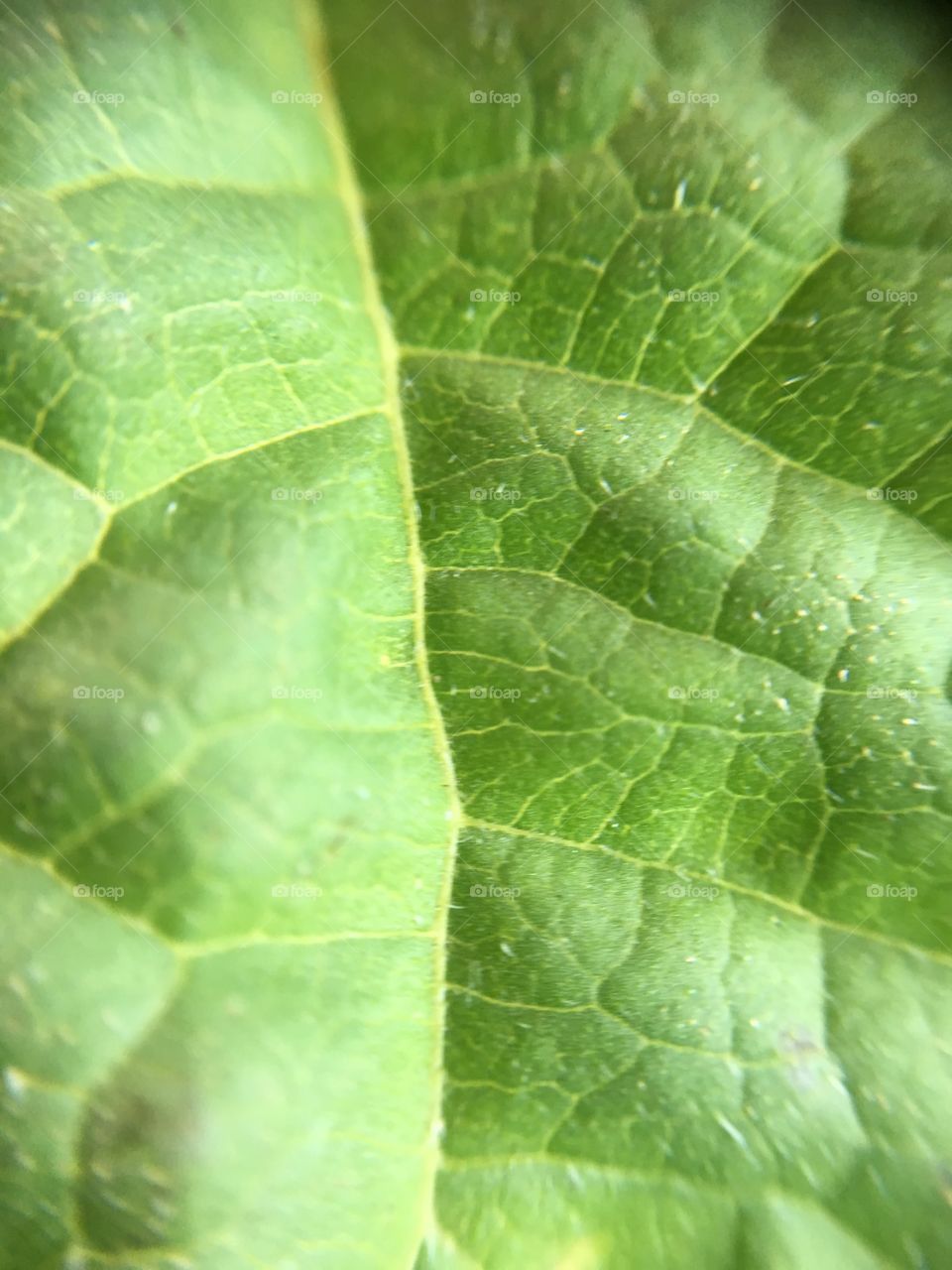 Leaf