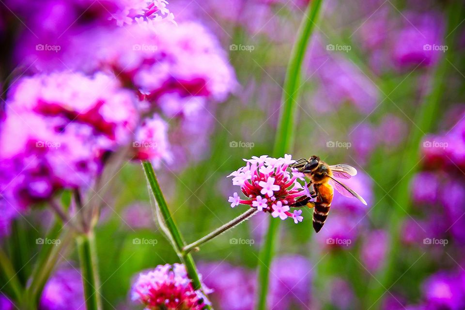 Flowers blooming with a Bee.