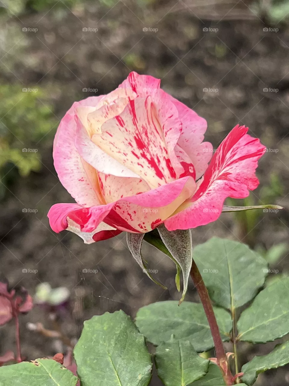 Multicolor flower 