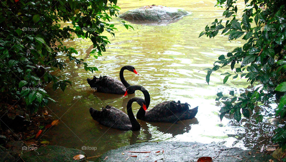 Black swans