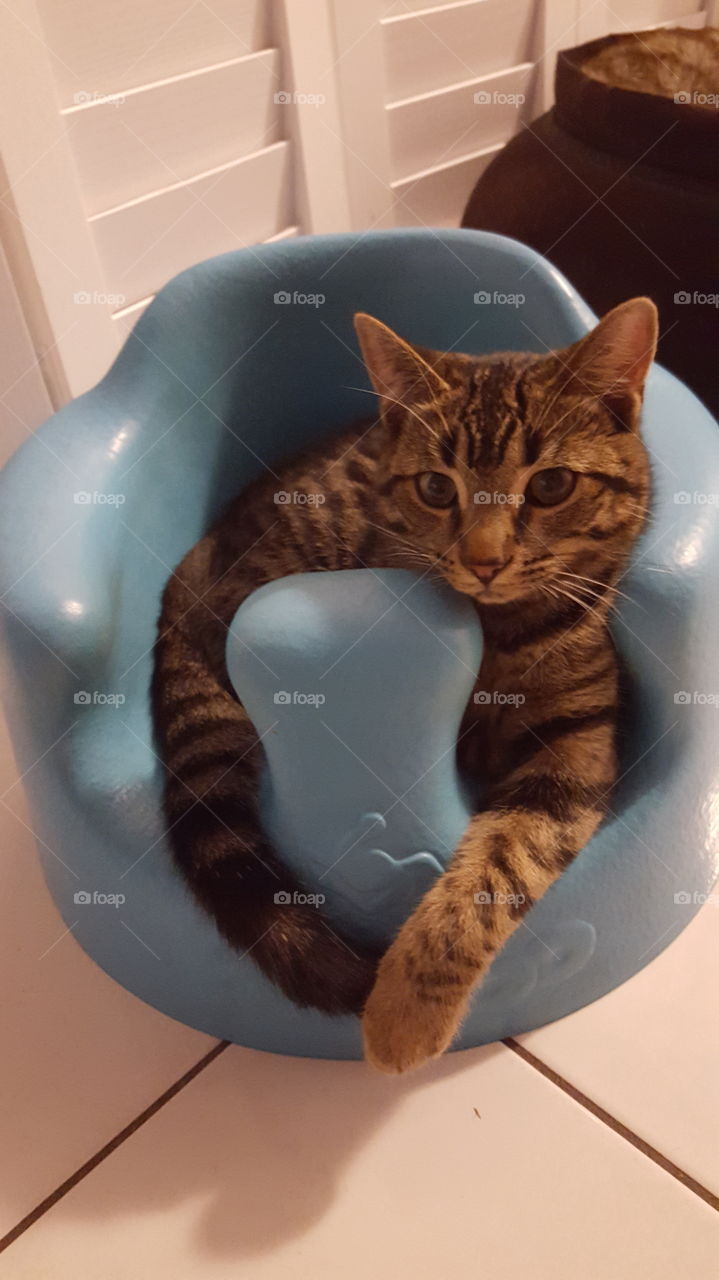 kitten in baby bumbo chair