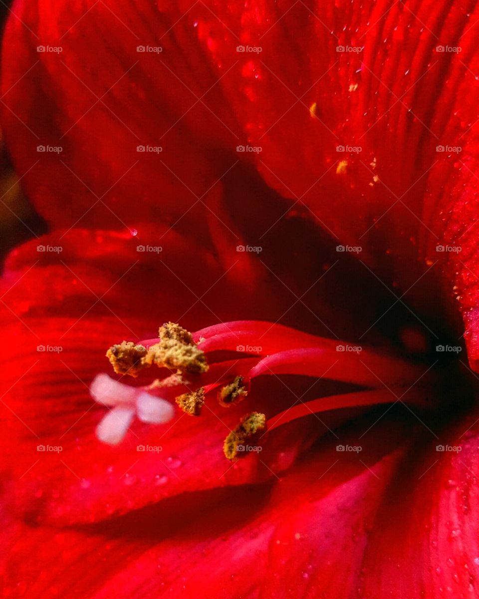 Flower CloseUp