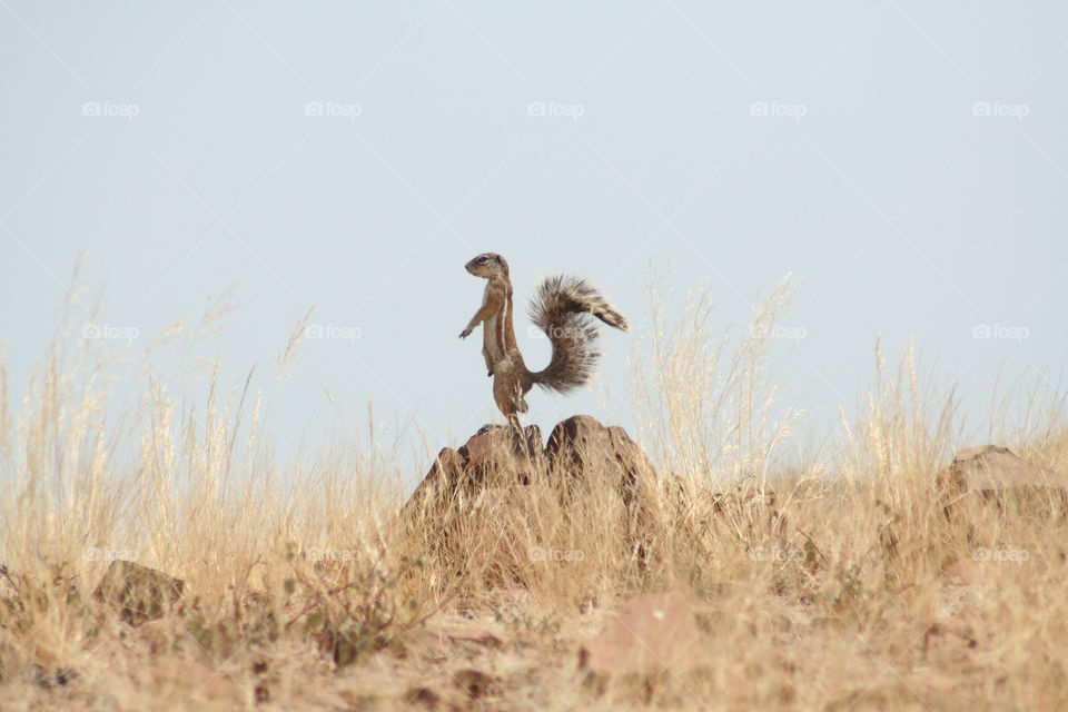 animal squirrel desert curious by geebee