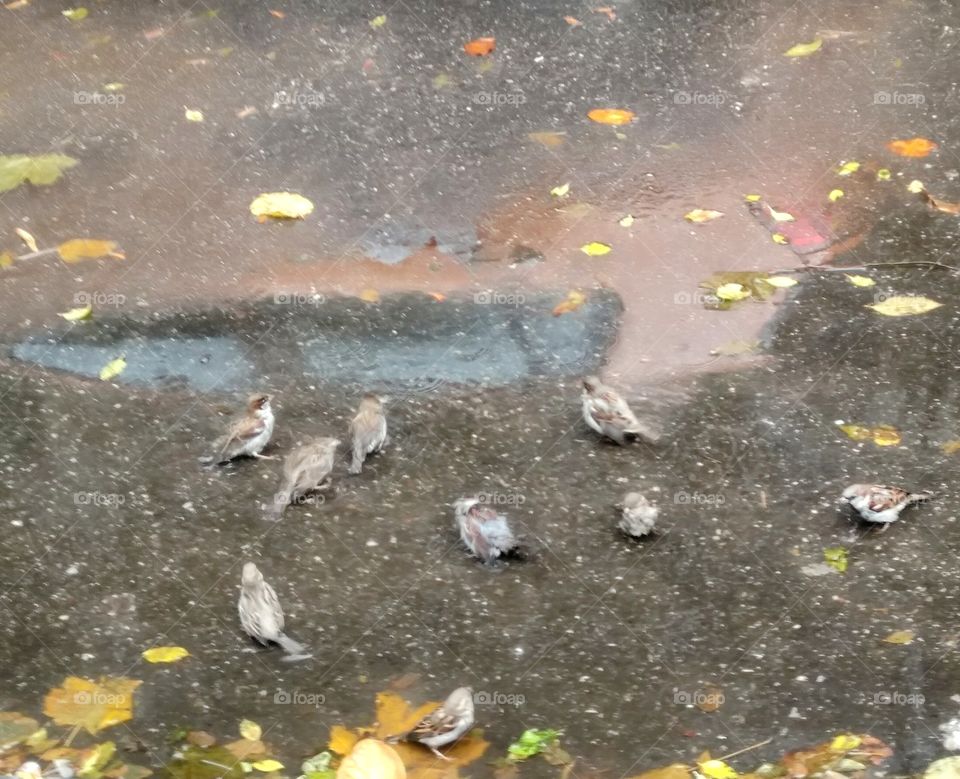 Birds in the rain