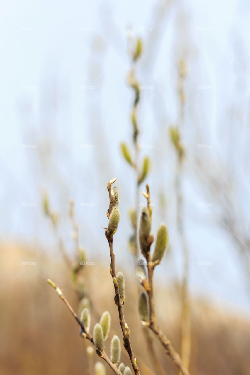 First spring buds