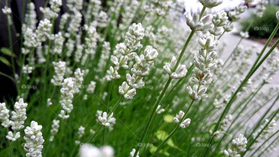 White summer flower