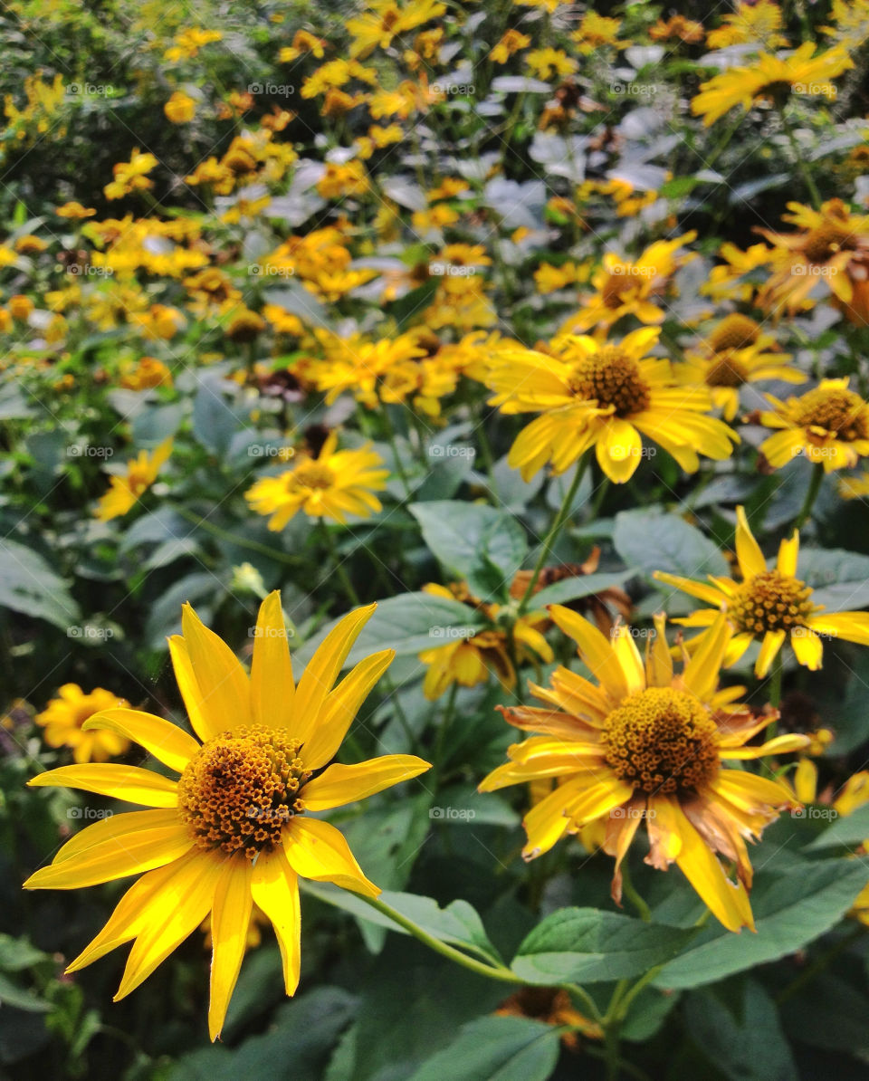 flowers field yellow nature by twilite