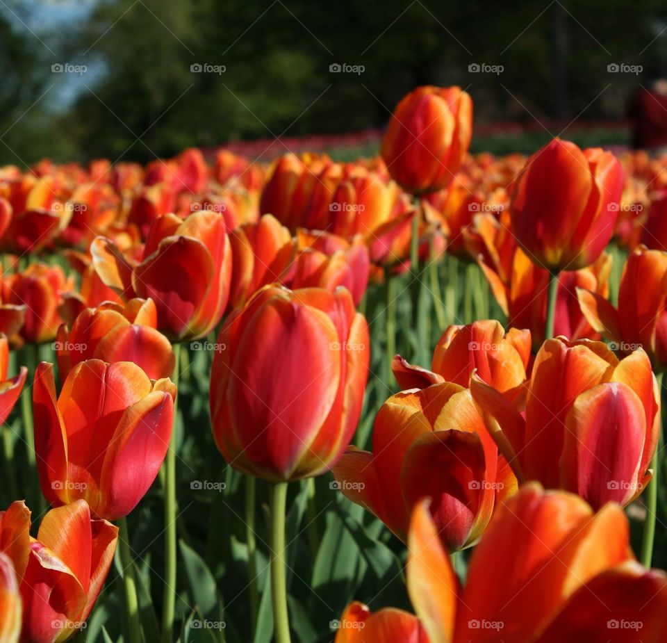 Firebird colors - tulips in Virginia 