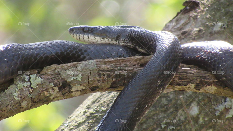 Large rat snake in a tree