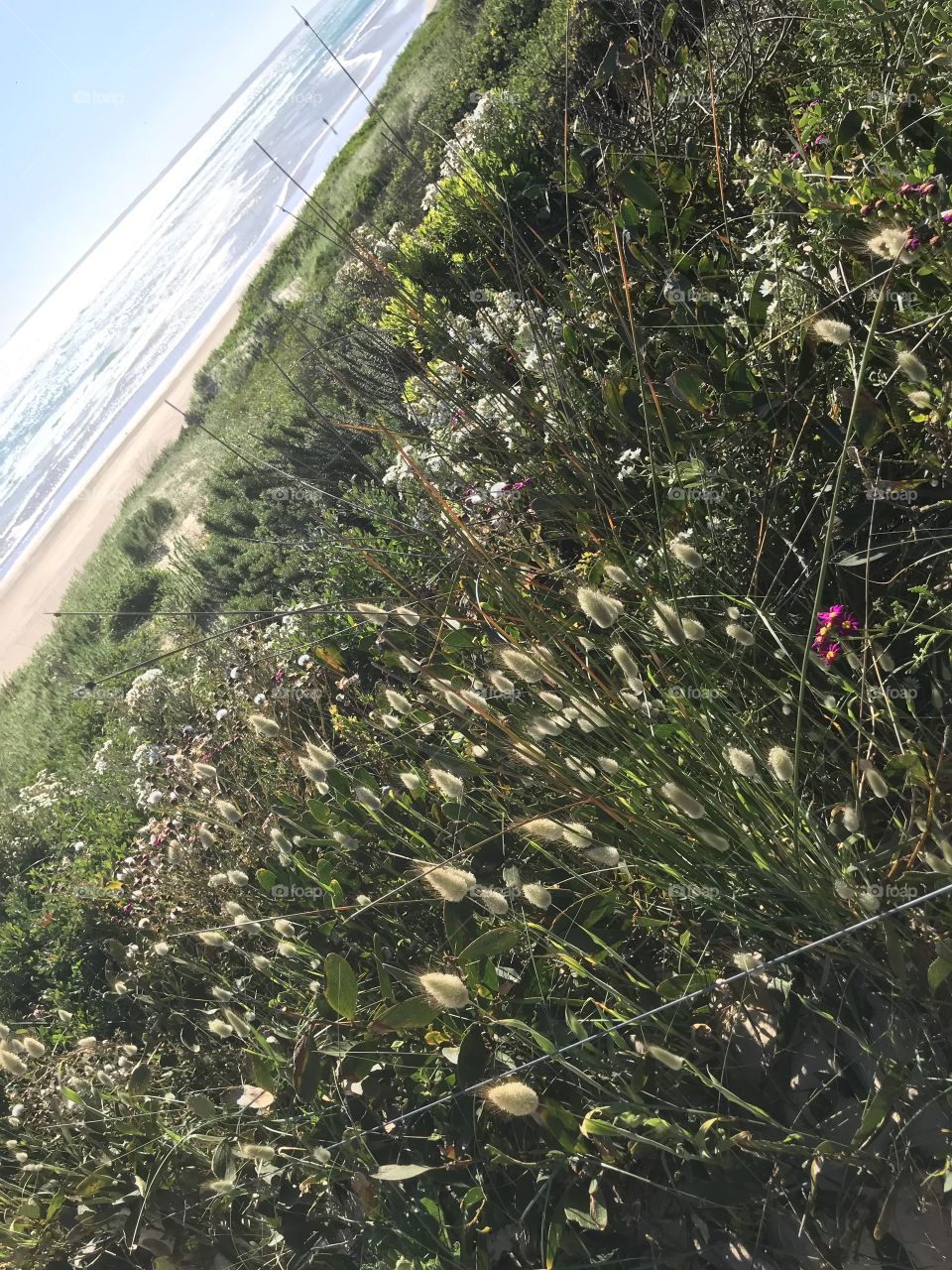 View of flowers at Venus Bay Melbourne Australia 