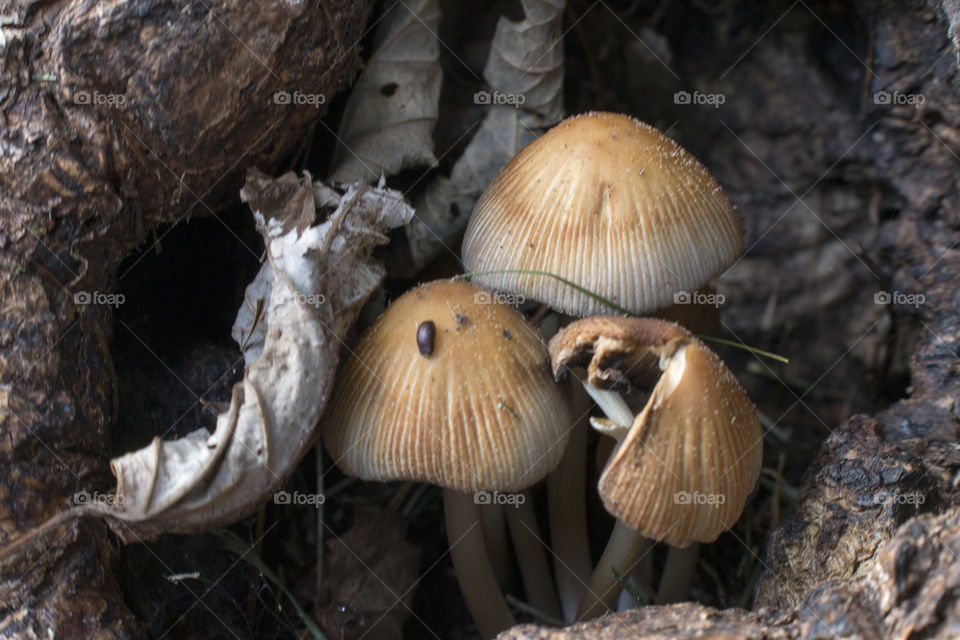 Mushrooms in a tree trunk next to a dry leaf