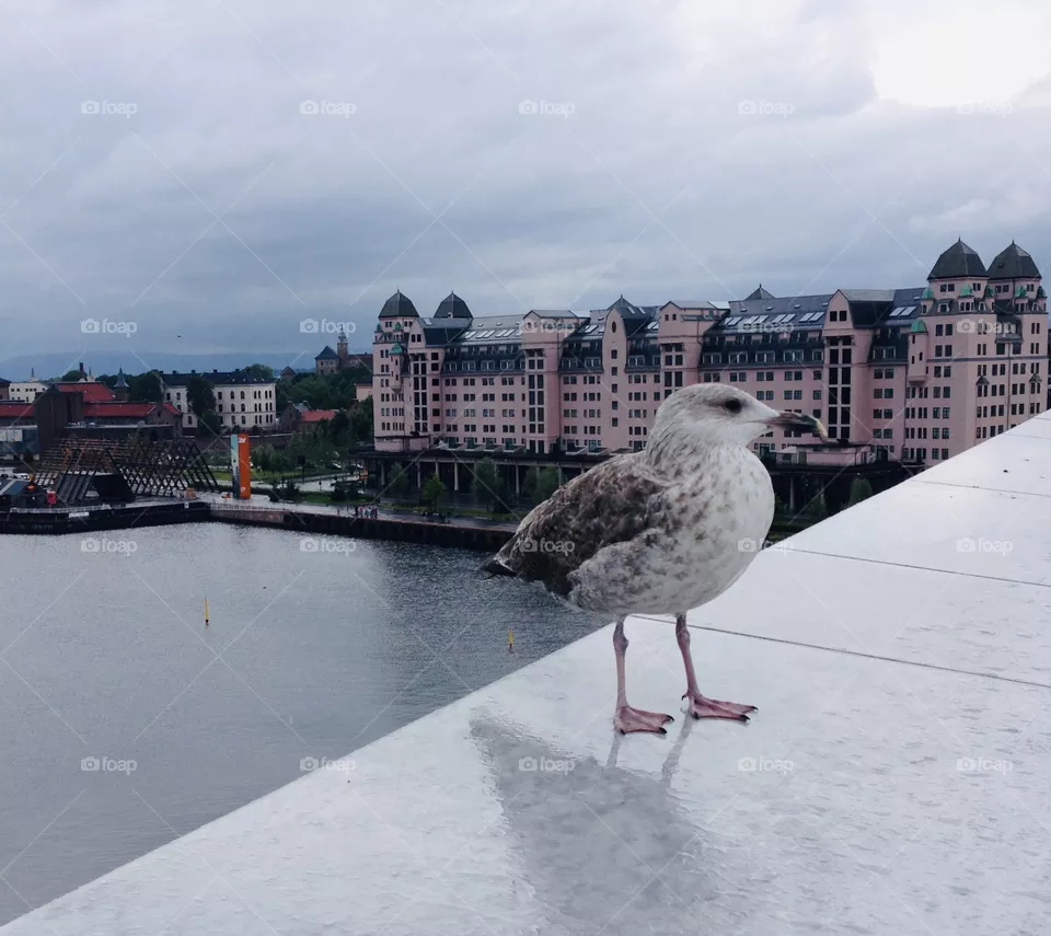 Bird