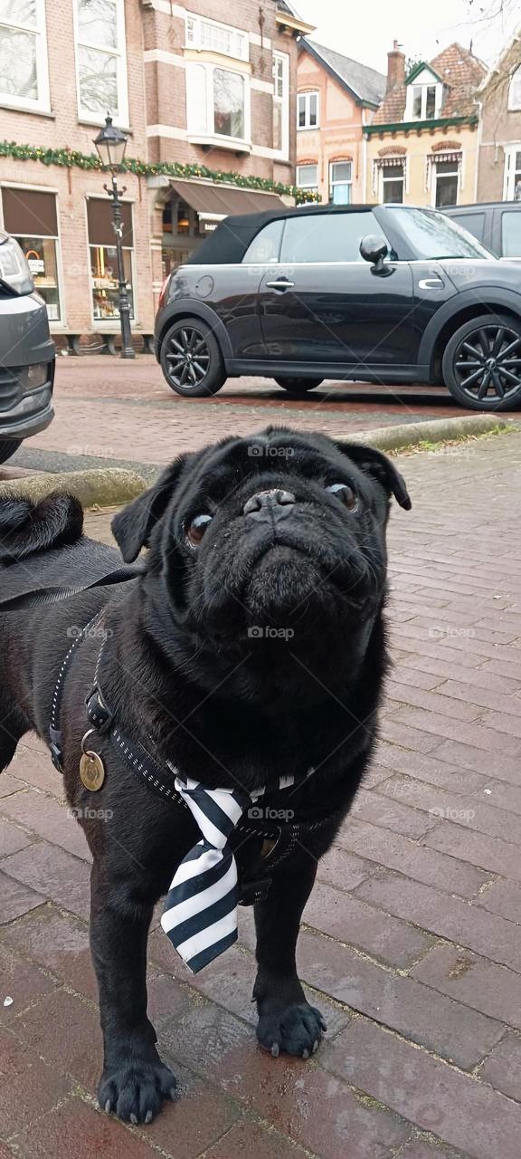 A funny pug in a tie walks down the street