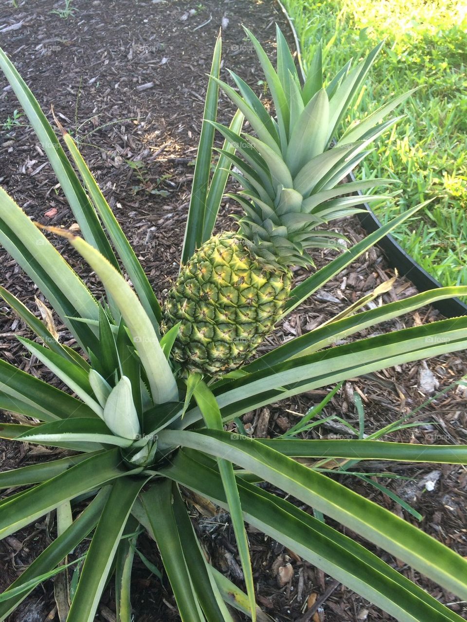 Home Grown Pineapple
