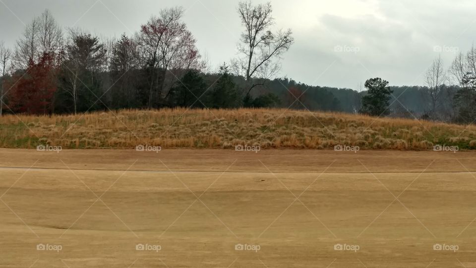 Wood, Landscape, Tree, No Person, Nature