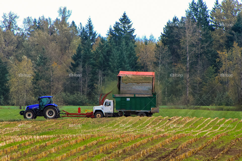  Autumn is time to  collect the remaining crops & prepare the fields for the next year. This farmer has a dairy farm and grows crops for his herds. Here he is mowing & collecting the final growths & mulching it for silage. 🐄