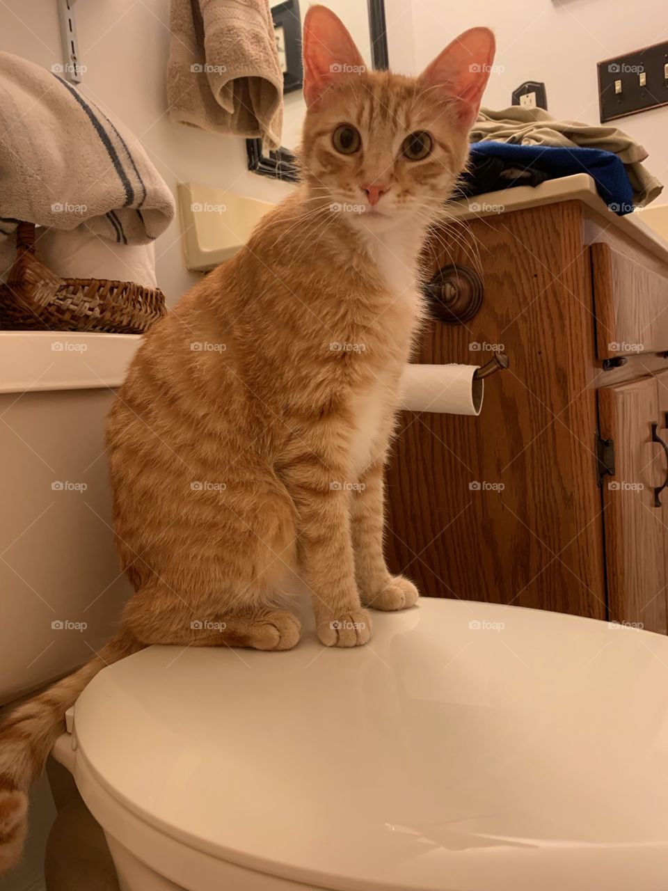 orange cat on top toilet cute