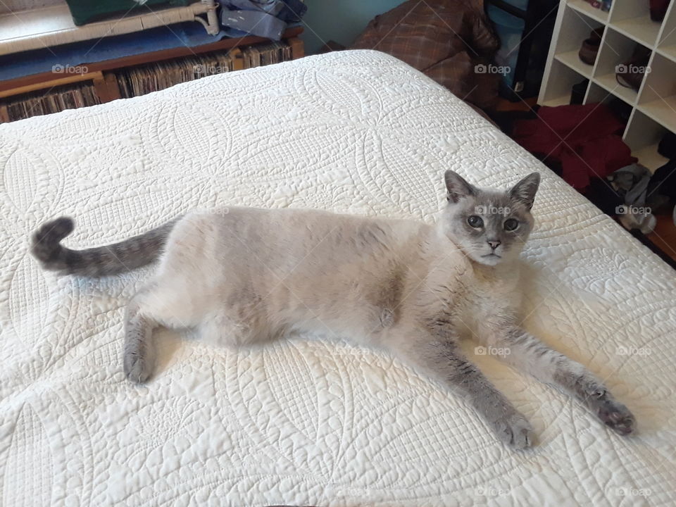 Siamese Tabby cat relaxing on the bed