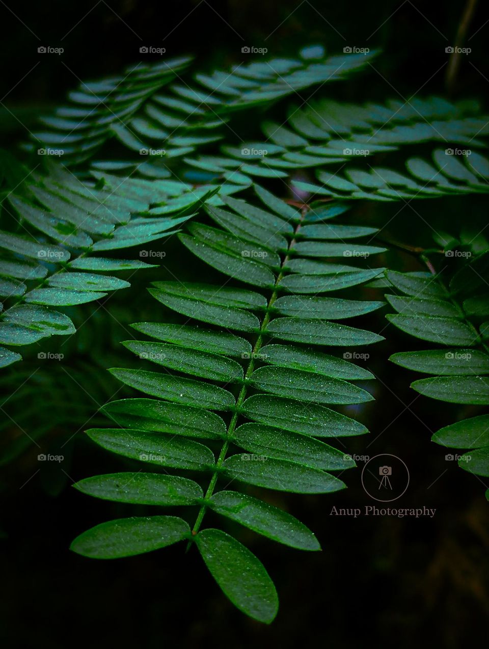 Green leaf in the garden