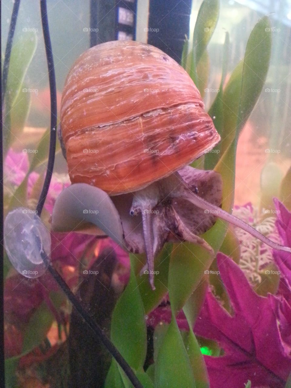 My Snail Gary. What a beautiful closeup of my snail. Gary is 3 yrs old in this photograph and he def isn't camera shy lol.