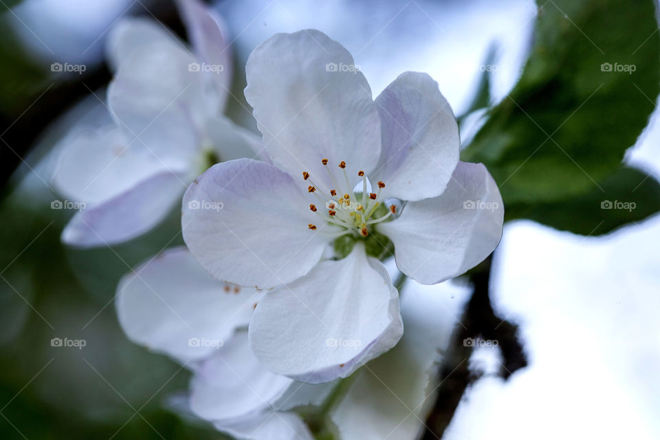 color spring flowers