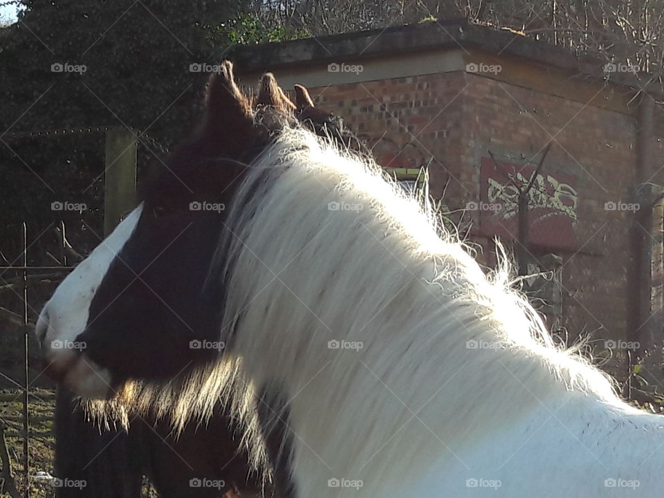 A Horse getting a little bit of sunshine