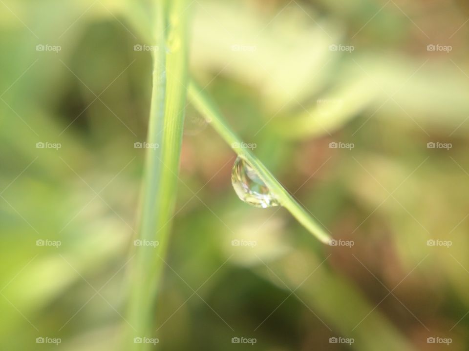 dew . dew at sugar cane leaf 